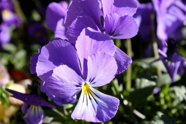 Top 10 Perennials to Grow in Colorado Gulley Greenhouse