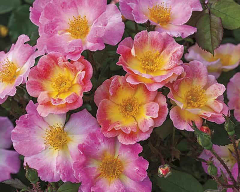 Rose 'Watercolor Home Run' (2 Gal) Gulley Greenhouse