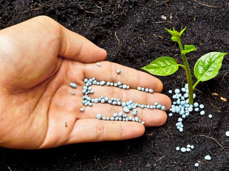 Fertilizing Perennials Gulley Greenhouse