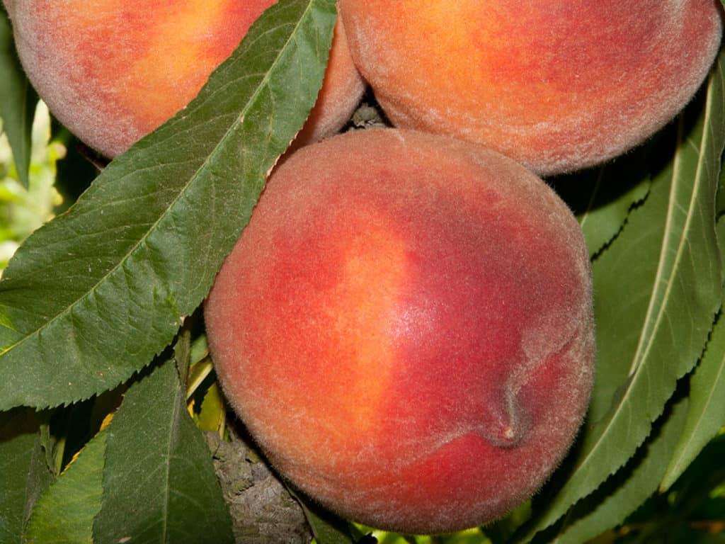 Peach, Pix Zee Miniature - Gulley Greenhouse