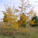 Prairie Gold Aspen
