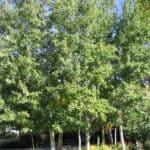 Prairie Gold Aspen