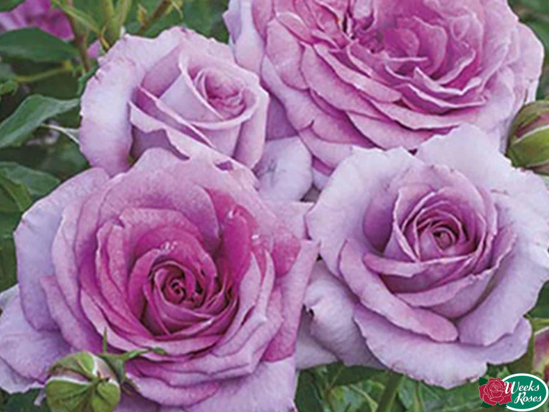 Rose 'Violet's Pride' Gulley Greenhouse