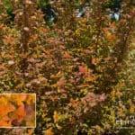 YES- Ninebark Amber Jubilee
