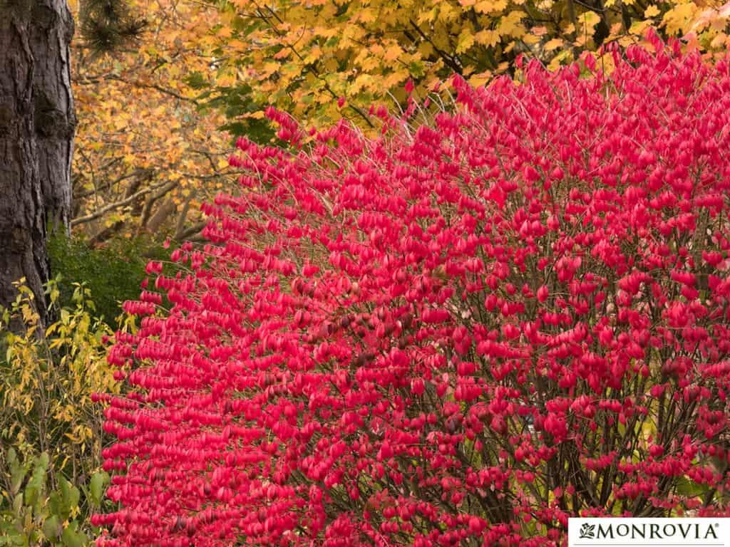 Dwarf Burning Bush (3 Gal) Gulley Greenhouse