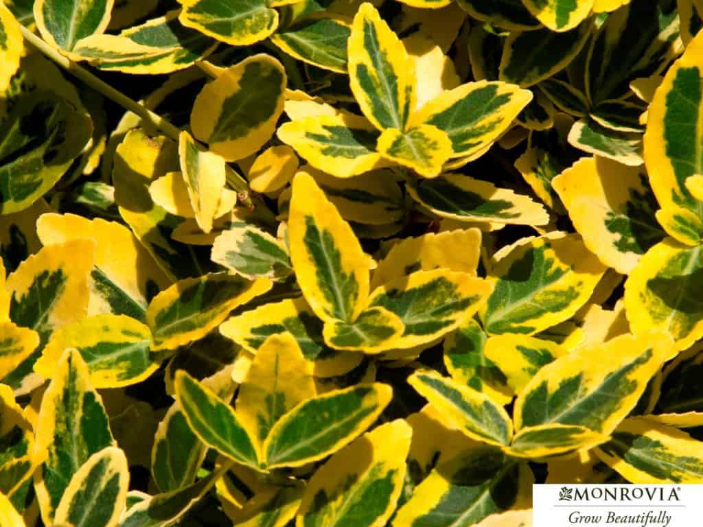 Emerald 'n Gold Wintercreeper