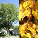 Kentucky Coffee Tree "Espresso"