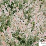 Flamingo Dappled Willow