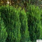 Green Mountain Boxwood