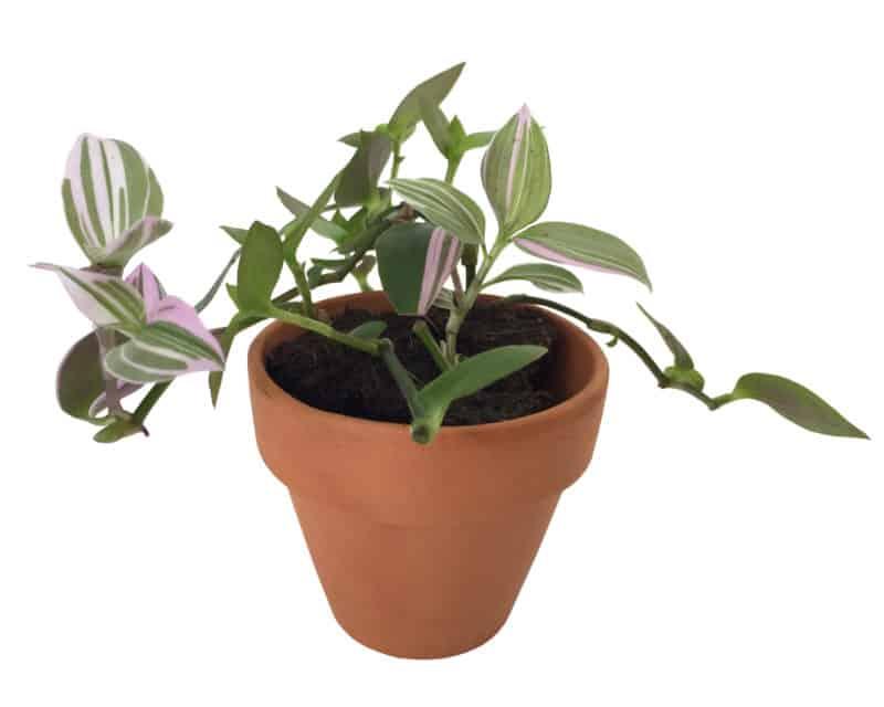 Lilah The Lilac Tradescantia Gulley Greenhouse