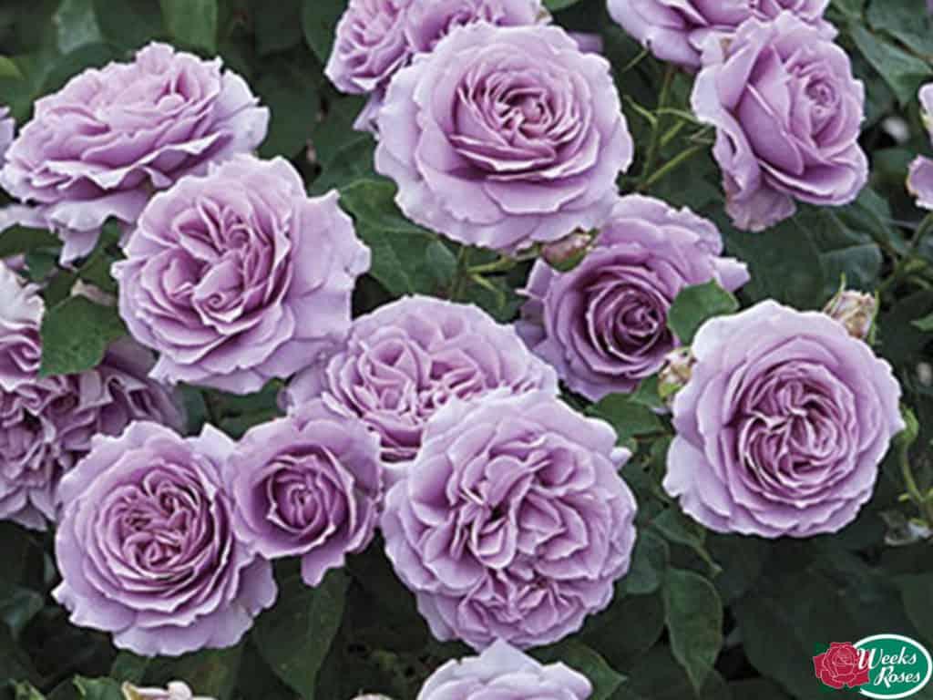 YES- Rose "Love Song"