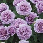 YES- Rose "Love Song"