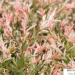 Dappled Willow "Nishiki"