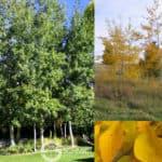 Prairie Gold Aspen