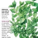 Common Mint seed packet