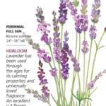 English Tall.Vera Lavender seed packet
