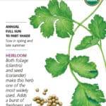 Long Standing Cilantro Coriander Seed Packet