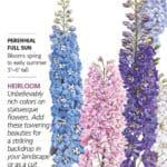 Pacific Giants Blend Delphinium seed packet