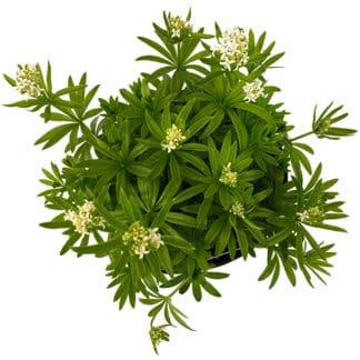 GALIUM odoratum