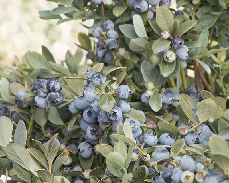 Blueberry, 'Bountiful Blue' Gulley Greenhouse