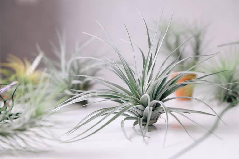 Air Plants Explained Xeric v.s. Mesic Gulley Greenhouse
