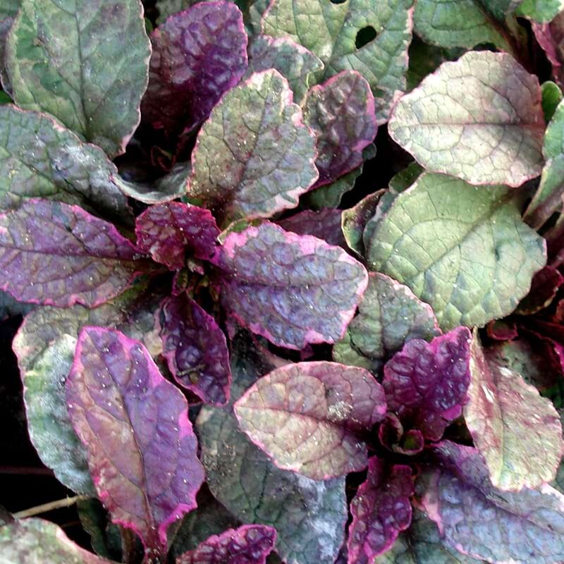 AJUGA reptans "Burgundy Glow"