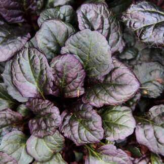 AJUGA reptans "Mahogany"
