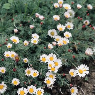 ANACYCLUS depressus compactum "Silver Kisses"