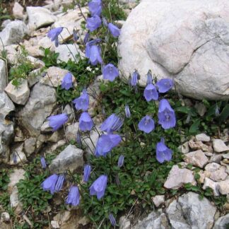 CAMPANULA cochlearifolia "Bavaria Blue"