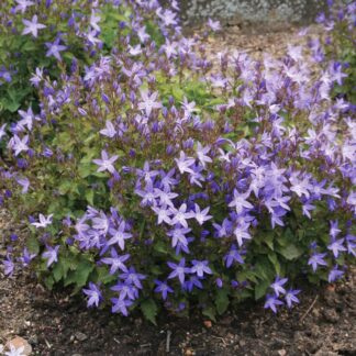 CAMPANULA poscharskyana
