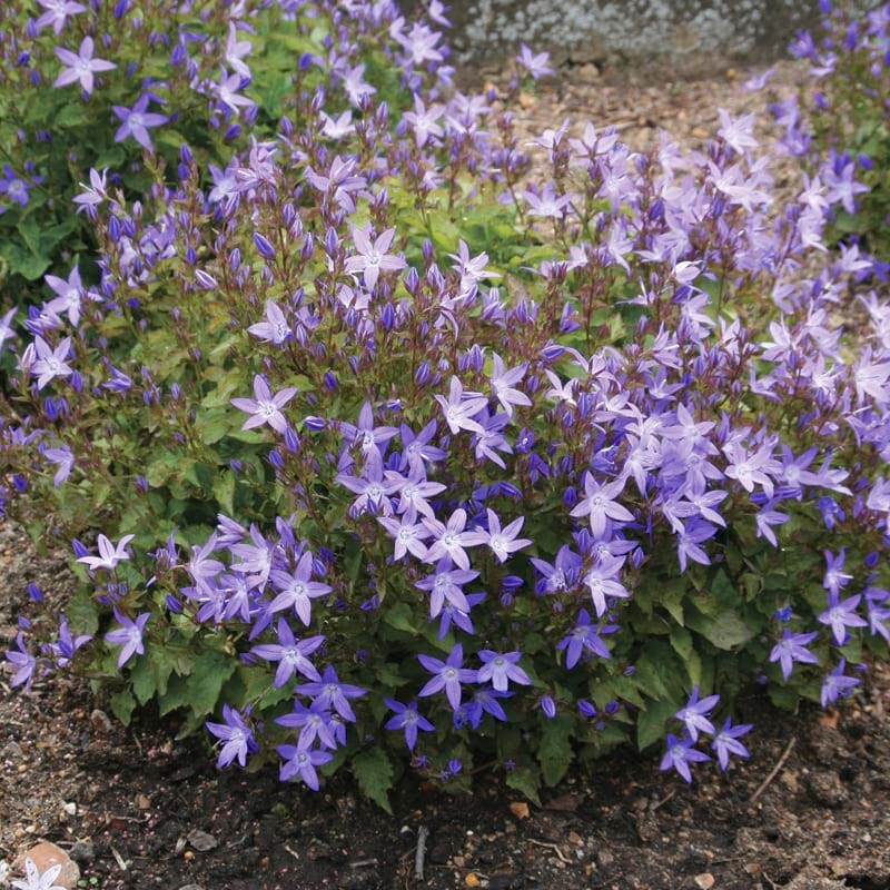 CAMPANULA poscharskyana