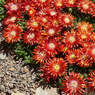 DELOSPERMA "Granita Orange"