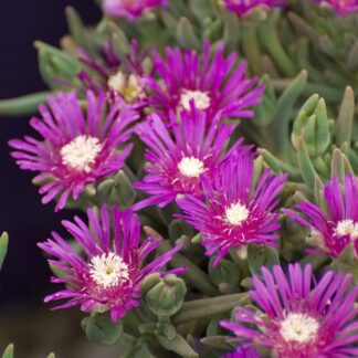 DELOSPERMA cooperi