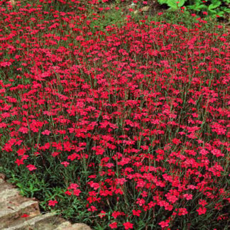 DIANTHUS "Confetti Deep Red"