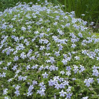 ISOTOMA fluviatilis Blue