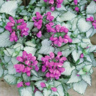 LAMIUM maculatum "Red Nancy"