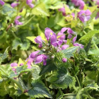 LAMIUM maculatum "Anne Greenway"