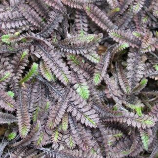 LEPTINELLA squalida "Platt's Black"
