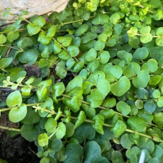 LYSIMACHIA nummularia