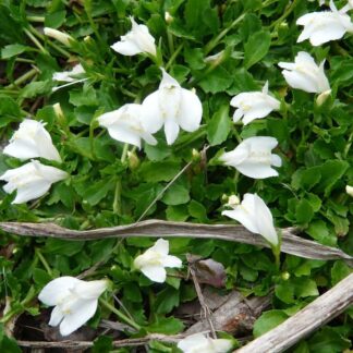 MAZUS reptans "Alba"