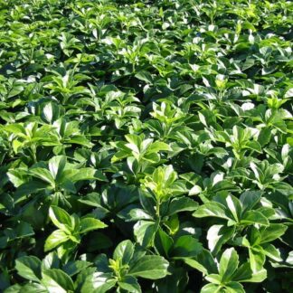 PACHYSANDRA terminalis "Green Carpet"