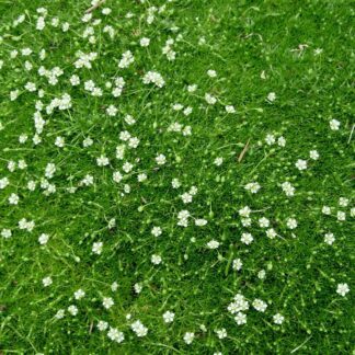 SAGINA subulata- IRISH MOSS