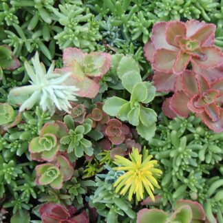 SEDUM "Tapestry Carpet" (Mixed Sedum Varieties)