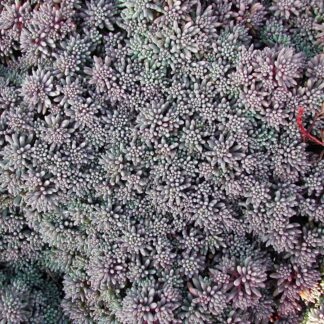 SEDUM hispanicum minus "Purple Form"