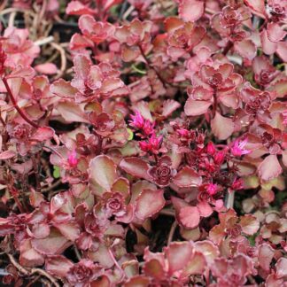 SEDUM spurium "Blaze" (Voodoo)
