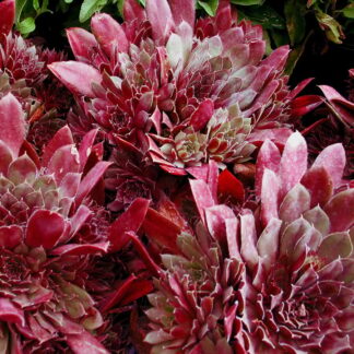 SEMPERVIVUM rubrum