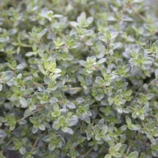 THYMUS praecox "Nutmeg"
