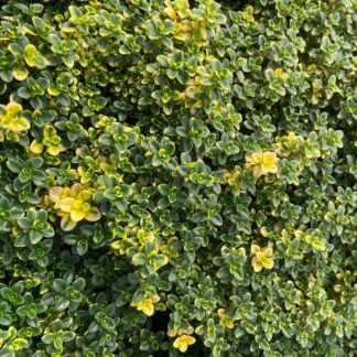 THYMUS citriodorus "Doone Valley"