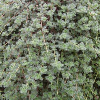 THYMUS praecox "Pseudolanuginosus"