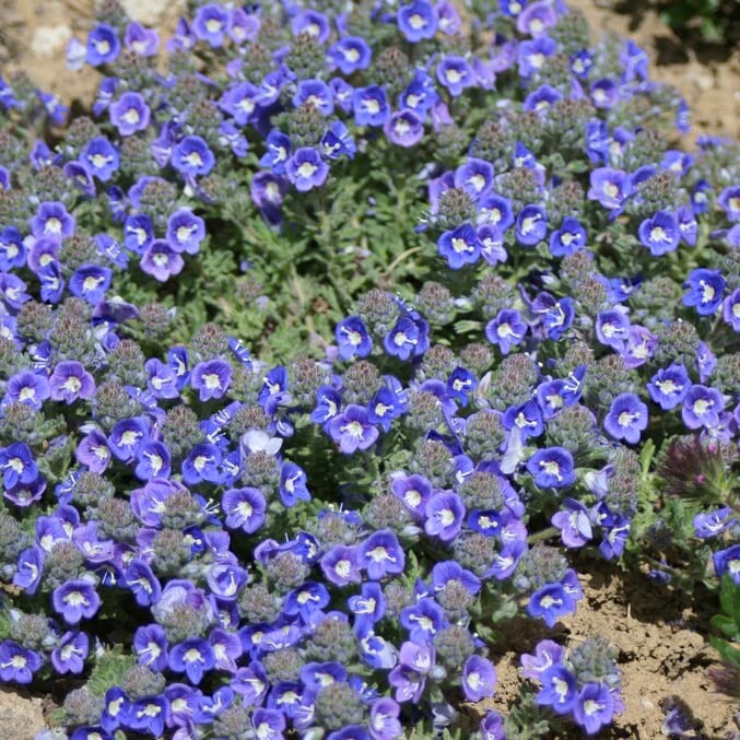 VERONICA pectinata 